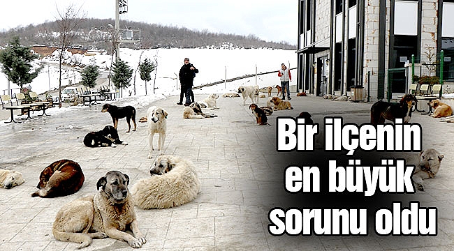 Bir ilçenin en büyük sorunu oldu