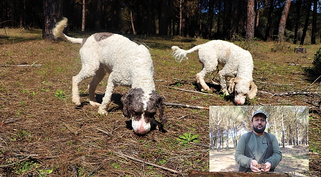 Bunlarda radar köpekler