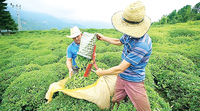 ‘Çayda kriz yaşayacağız’