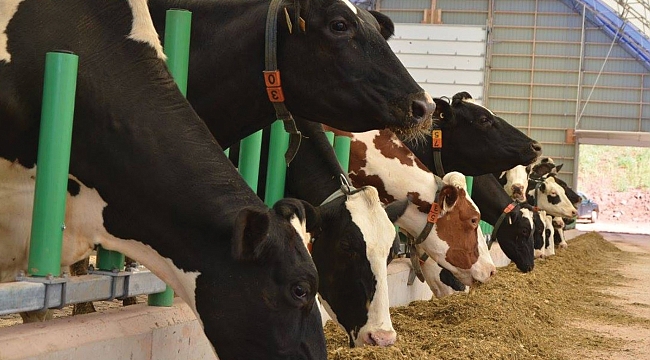 Et ve sütte algı operasyonu