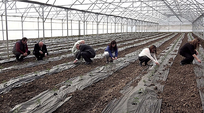 Örtü altı domates fideleri toprakla buluştu
