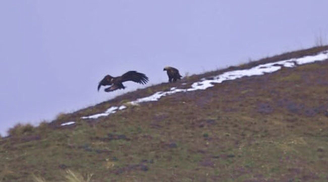 Şah kartallar izleniyor