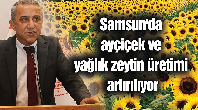 Samsun'da ayçiçek ve yağlık zeytin üretimi artırılıyor