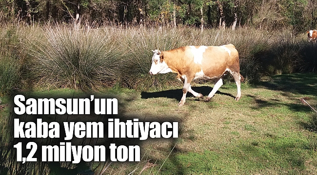 Samsun'un kaba yem ihtiyacı 1,2 milyon ton