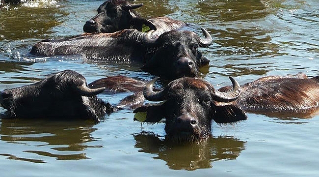 Türkiye’de 1. sırada