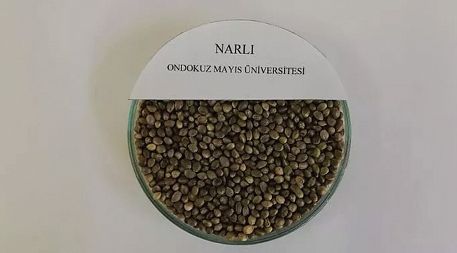 TÜRKİYE’NİN İLK TESCİLLİ KENEVİR TOHUMU 