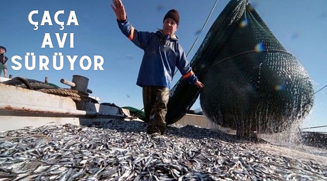 Çaça avı sürüyor