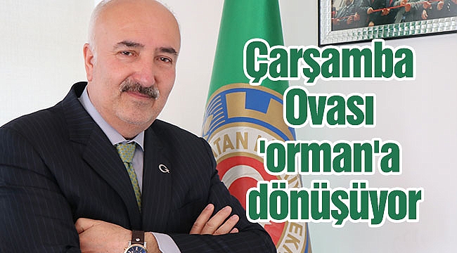 Çarşamba Ovası 'orman'a dönüşüyor