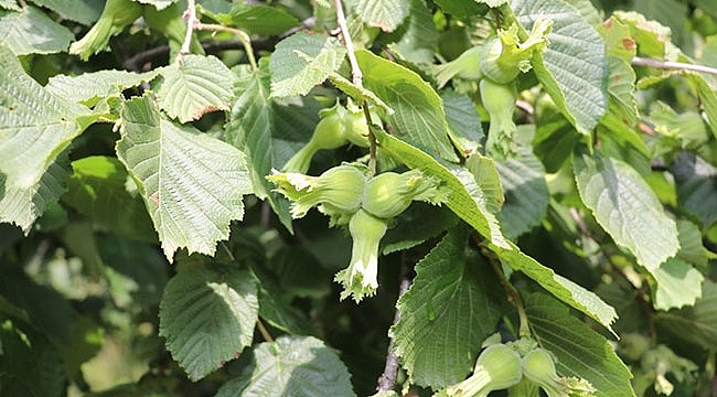 Fındık üreticisine 84 milyon TL destek