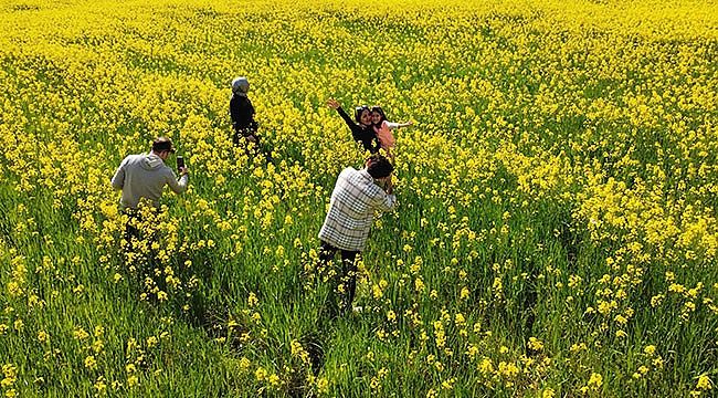 Kanola tarlaları doğal stüdyosu oldu