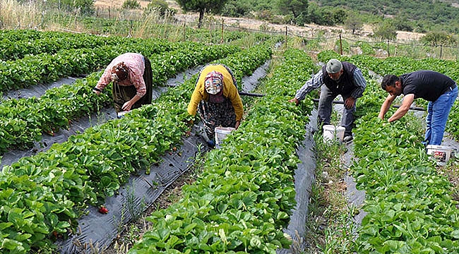 Kar alıcıda çile üreticide