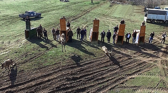 Kızıl geyiklerin doğaya bırakılma sevinci