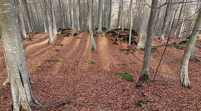 Samsun'a 98 milyon TL'lik orman yatırımı