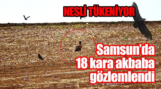Samsun’da 18 kara akbaba gözlemlendi