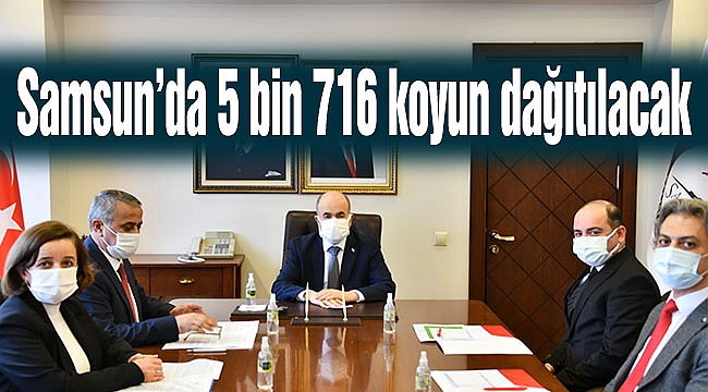 Samsun’da 5 bin 716 koyun dağıtılacak