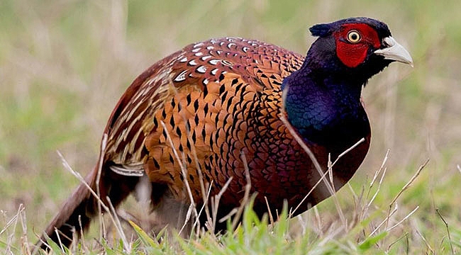 Samsun tüm Türkiye’ye sülün dağıtacak