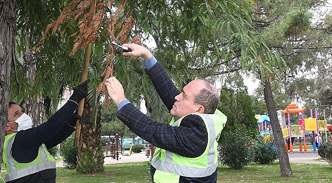 Tarihi ağaçların ömrüne ömür katıyorlar