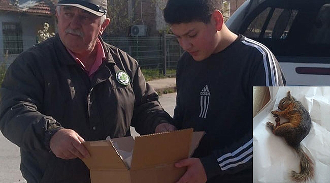 Yaralı sincaba yardım eli