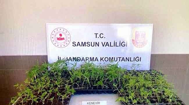 231 kök kenevir fidesi ele geçti