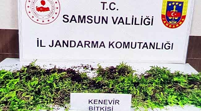 8 bin 758 kök kenevir ele geçti