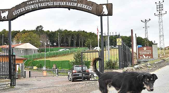 Büyükşehir sahip çıktı
