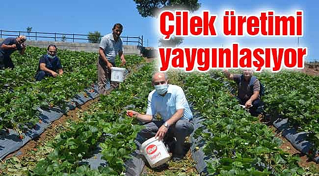 Çilek üretimi yaygınlaşıyor