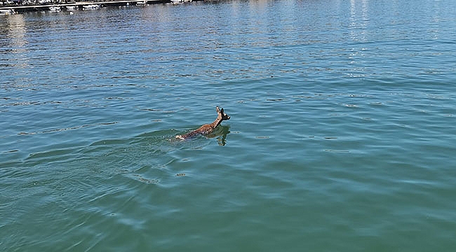 Denize düşen karaca kurtarıldı