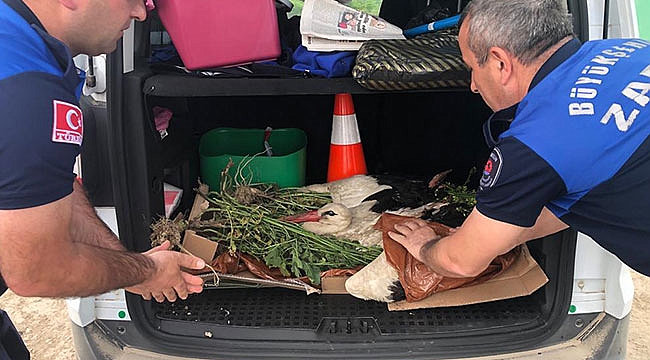 Elektrik çarpan yaralı leylek tedavi altında