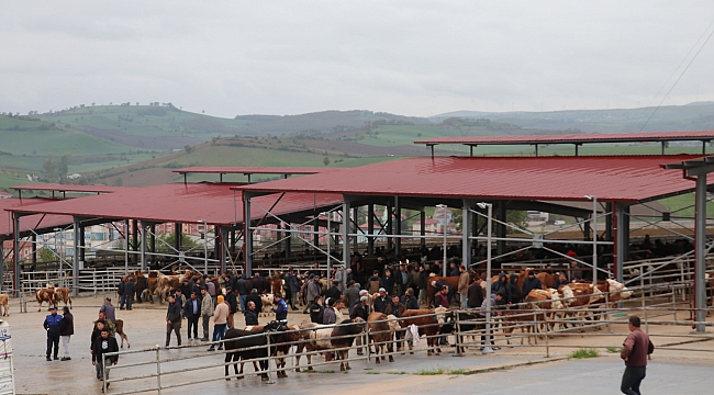 Havza’da hayvan pazarı hizmette