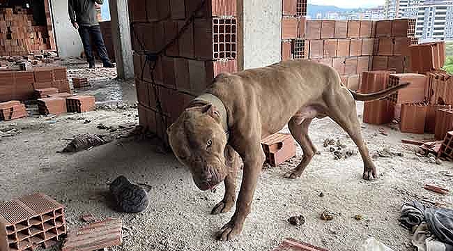 HAYDİ ekipleri kurtardı