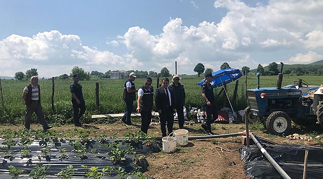 Kavak’ta çilek atağı