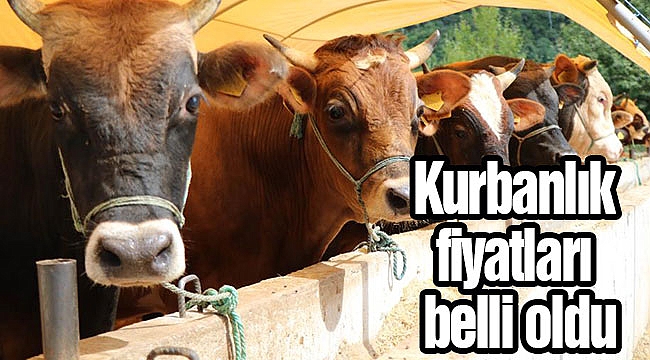 Kurbanlık fiyatları belli oldu