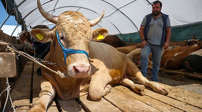Kurbanlık fiyatları ne kadar olacak?