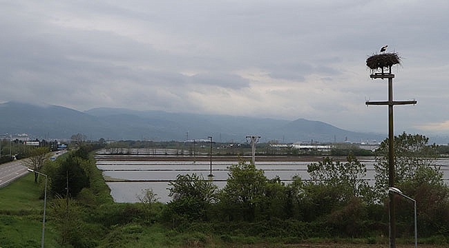 Leylekler elektrik direğini yuva yaptı