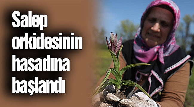 Salep orkidesinin hasadına başlandı