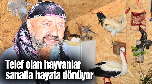 Telef olan hayvanlar sanatla hayata dönüyor