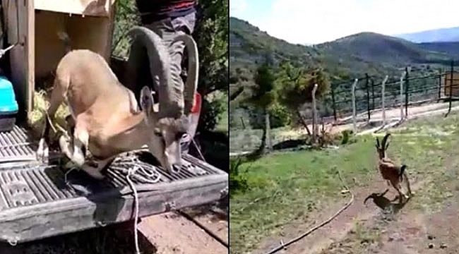 Yaban keçisi şehir merkezine indi