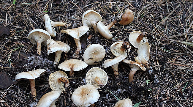 Zehirli mantar uyarısı!