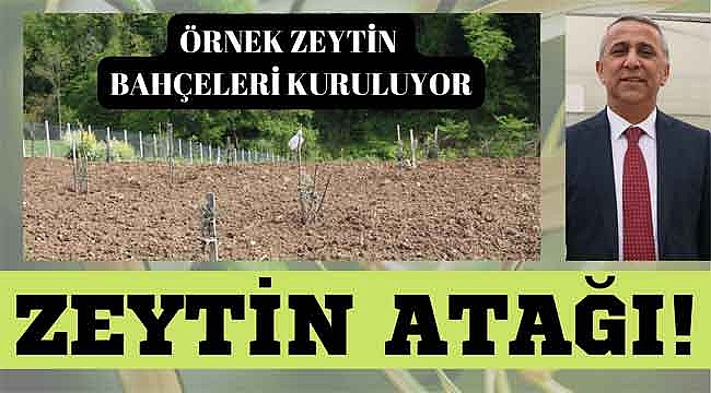Zeytin atağı!