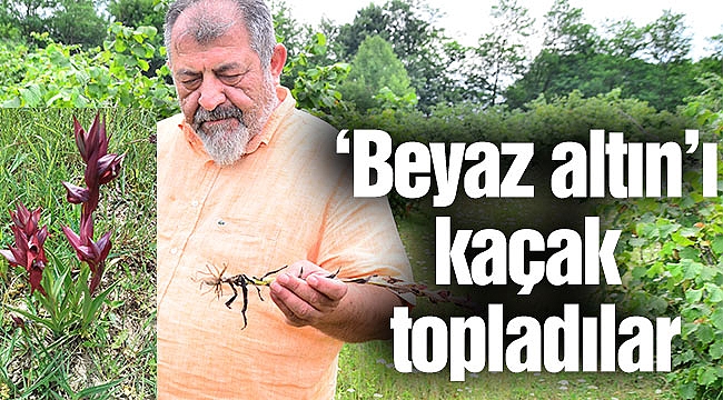 ‘Beyaz altın’ı kaçak topladılar