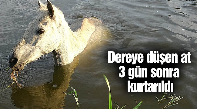 Dereye düşen at 3 gün sonra kurtarıldı
