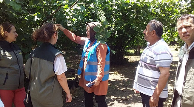Fındık bahçelerinde inceleme