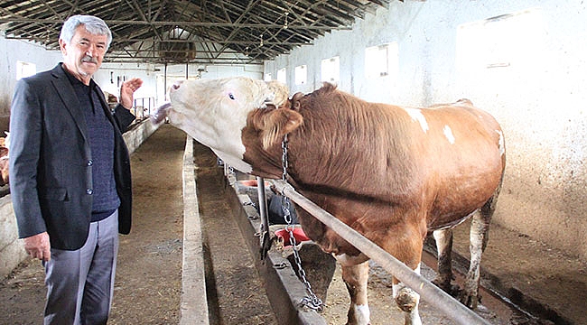 Havza’da kurbanlık satışları hızlandı