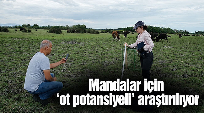 Mandalar için ‘ot potansiyeli’ araştırılıyor