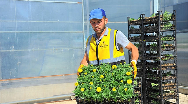 Şehri süsleyen çiçekleri üretiyorlar