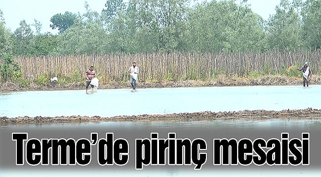 Terme’de pirinç mesaisi