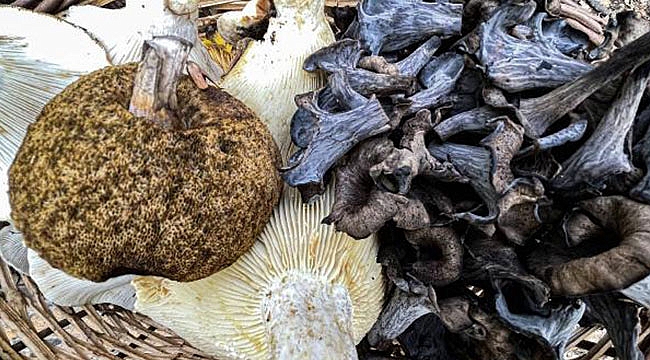  3 kişi yedikleri mantardan zehirlendi