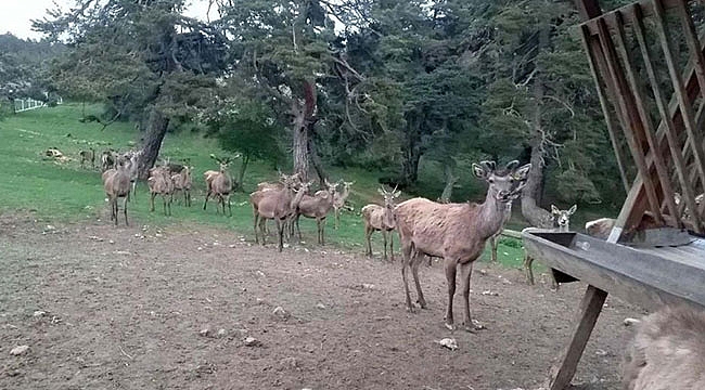 8 geyik üretilerek doğaya salındı 