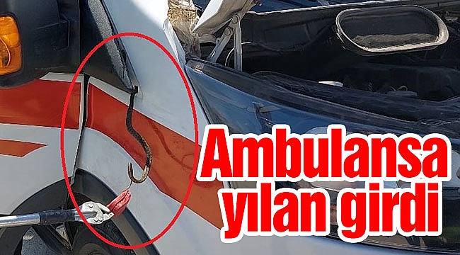 Ambulansa yılan girdi