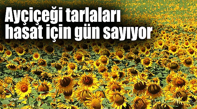 Ayçiçeği tarlaları hasat için gün sayıyor